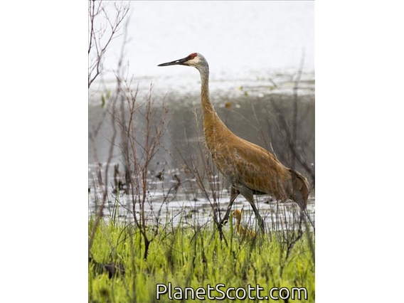 Sandhill Crane (Antigone canadensis)