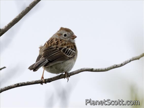 Field Sparrow (Spizella pusilla)