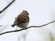 Field Sparrow (Spizella pusilla)