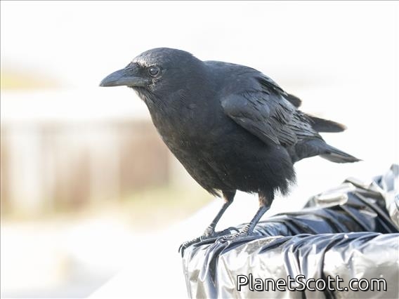 Fish Crow (Corvus ossifragus)