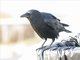 Fish Crow (Corvus ossifragus)