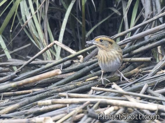 Nelson's Sparrow (Ammospiza nelsoni)
