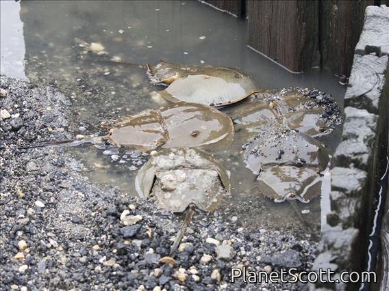 Horseshoe Crab (Limulus polyphemus)