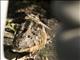 American Woodcock (Scolopax minor)