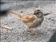 Swamp Sparrow (Melospiza georgiana)