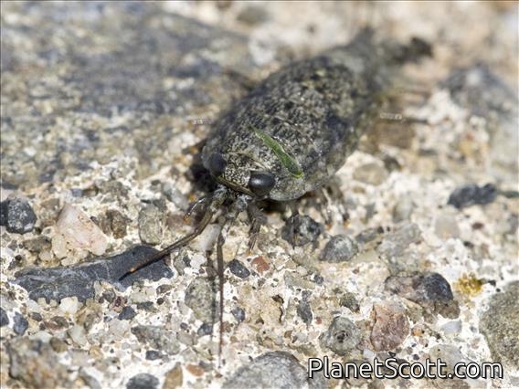 Western Sea Slater (Ligia occidentalis)