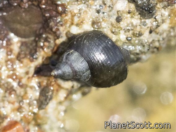 Checkered Periwinkle (Littorina scutulata)
