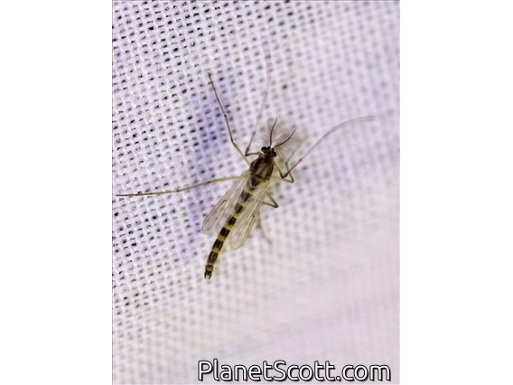 Midge (Chironomidae sp)