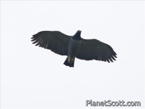 Barred Hawk (Morphnarchus princeps)
