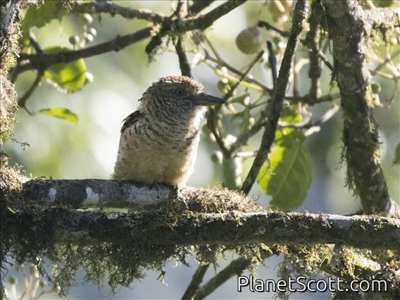 Barred Puffbird (Nystalus radiatus)