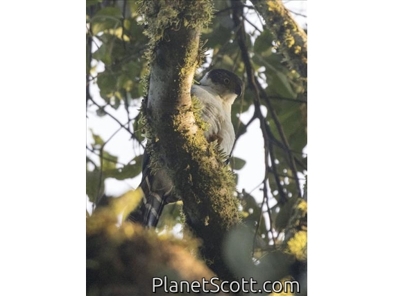 Bicolored Hawk (Accipiter bicolor)