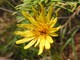 Flower, 	Gwaii Haanas National Park