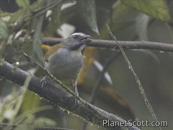 Buff-throated Saltator (Saltator maximus)