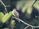 Golden-bellied Flycatcher (Myiodynastes hemichrysus)