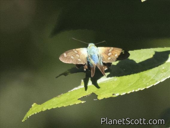 Dicot Skipper (Urbanus sp)
