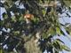 Rose-faced Parrot (Pyrilia pulchra)
