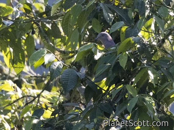 Ruddy Pigeon (Patagioenas subvinacea)