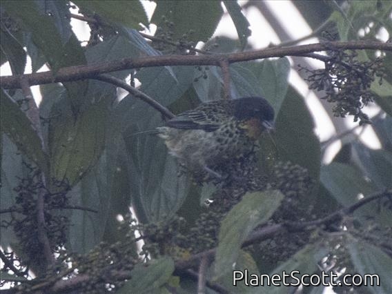 Rufous-throated Tanager (Ixothraupis rufigula)