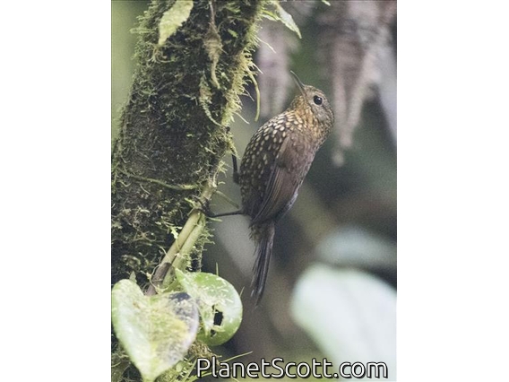 Spotted Barbtail (Premnoplex brunnescens)