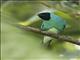 Swallow Tanager (Tersina viridis)