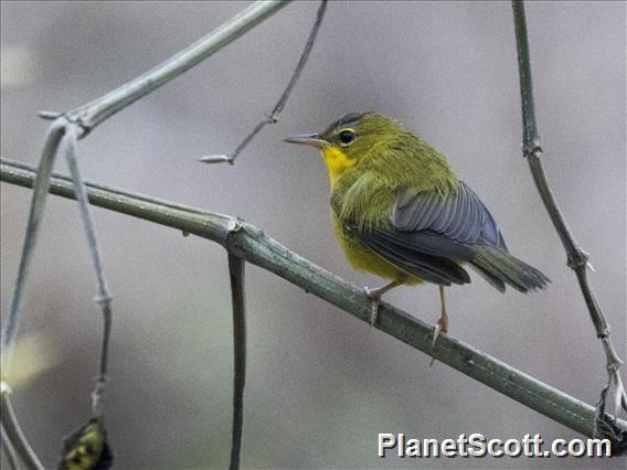 Olive-crowned Yellowthroat (Geothlypis semiflava)