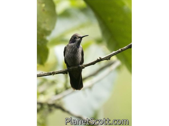 Brown Violetear (Colibri delphinae)