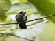 Brown Violetear (Colibri delphinae)