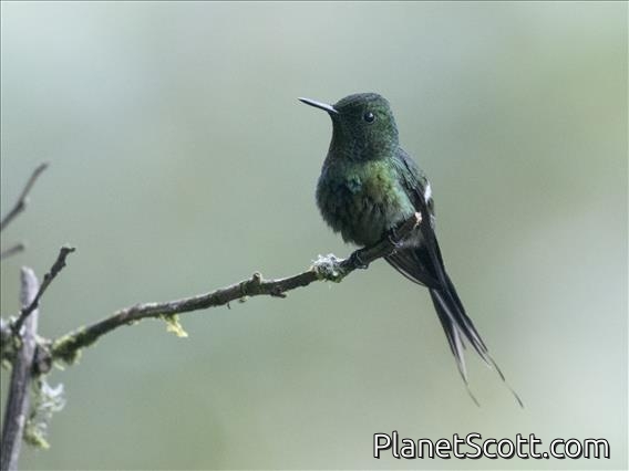 Green Thorntail (Discosura conversii) - Male