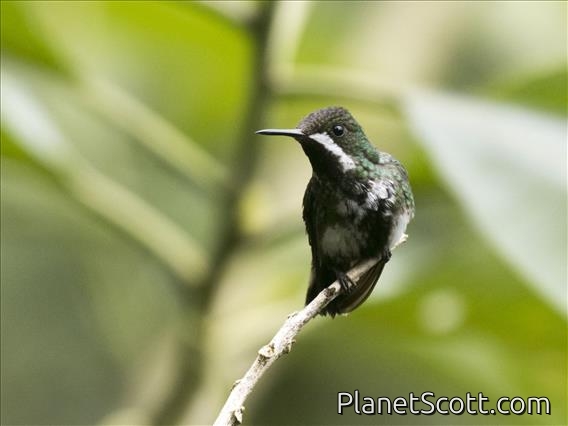 Green Thorntail (Discosura conversii)