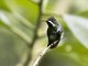 Green Thorntail (Discosura conversii)