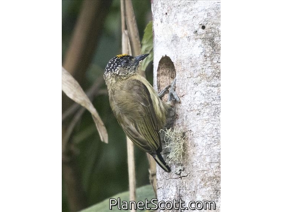 Olivaceous Piculet (Picumnus olivaceus)