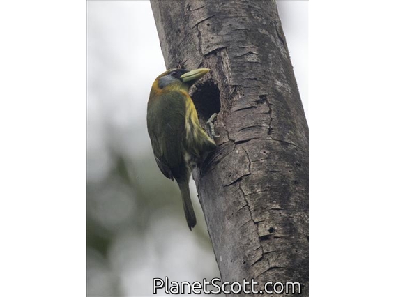 Red-headed Barbet (Eubucco bourcierii) - Female