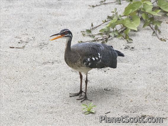 Sunbittern (Eurypyga helias)
