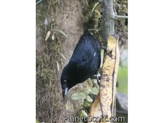 White-lined Tanager (Tachyphonus rufus) - Male