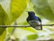 White-necked Jacobin (Florisuga mellivora)