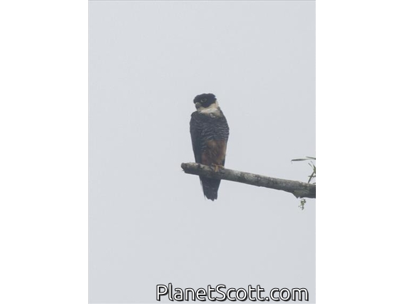 Bat Falcon (Falco rufigularis)