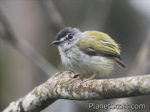 Black-capped Pygmy-Tyrant (Myiornis atricapillus)