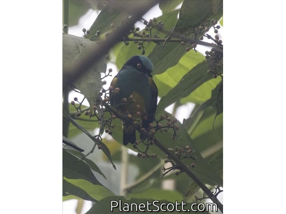 Yellow-tufted Dacnis (Dacnis egregia)