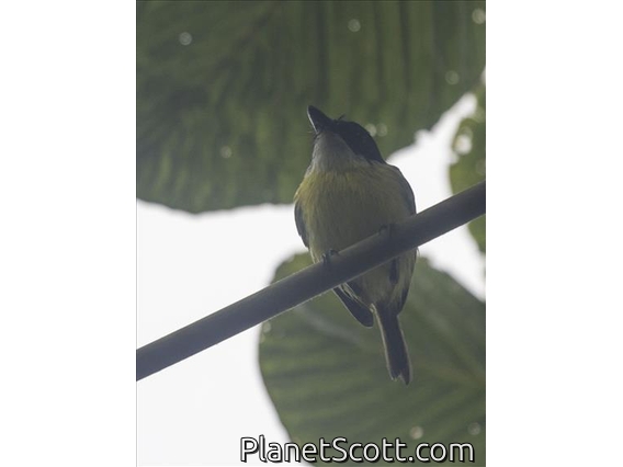 Black-headed Tody-Flycatcher (Todirostrum nigriceps)