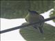 Black-headed Tody-Flycatcher (Todirostrum nigriceps)