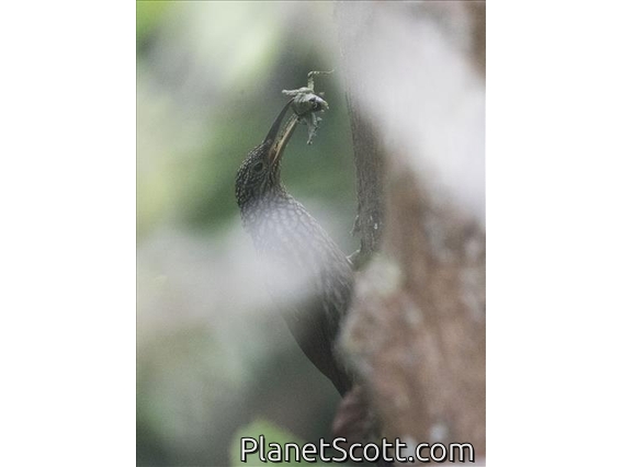 Black-striped Woodcreeper (Xiphorhynchus lachrymosus)