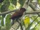 Cinnamon Woodpecker (Celeus loricatus)
