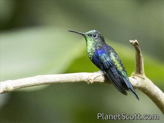 Crowned Woodnymph (Thalurania colombica)