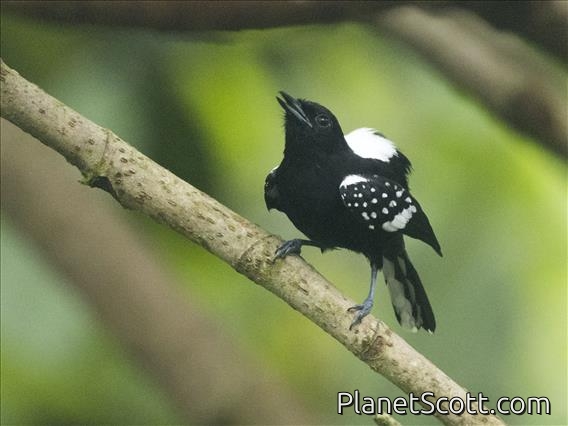 Dot-winged Antwren (Microrhopias quixensis)