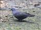 Dusky Pigeon (Patagioenas goodsoni)