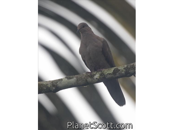 Ruddy Pigeon (Patagioenas subvinacea)