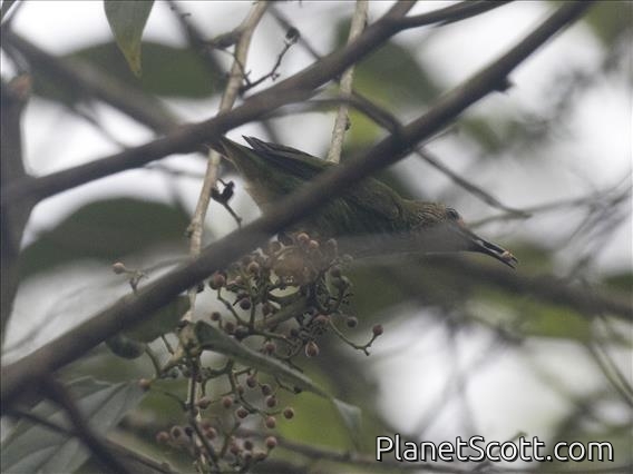 Purple Honeycreeper (Cyanerpes caeruleus) - Female
