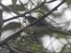 Purple Honeycreeper (Cyanerpes caeruleus) - Female