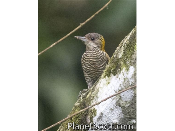 Red-rumped Woodpecker (Dryobates kirkii)