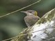 Red-rumped Woodpecker (Veniliornis kirkii)